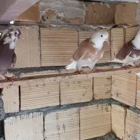 ماده شازده زرد