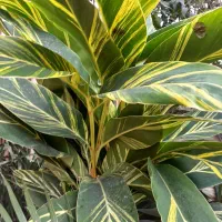 گلهای خانگی سرحال