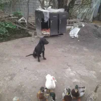 سگ شکاری نر پوینتر