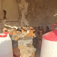 جوجه نیمچه مرغ وخروس جهادی رسمی محلی وگلپایگانی|حیوانات مزرعه|پاکدشت, پاکدشت (مامازند)|دیوار