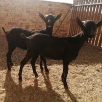 کره نر و ماده مورسیا اصل