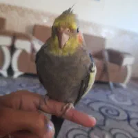 عروس هلندی گمشده|پرنده|چابهار, |دیوار