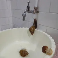 فروش حلزون
