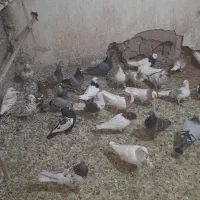 کبوتر|پرنده|رامند, |دیوار