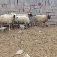 بز میش بره کهره نری قوج نر ماده|حیوانات مزرعه|کرمان, |دیوار