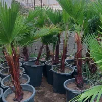 نخل پالم و رز رونده|گل و گیاه طبیعی|شیراز, شهرک امیر کبیر|دیوار