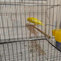 قناری نر|پرنده|درگزین, |دیوار