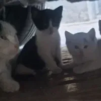 واگذاری گربه مادر همراه با سه بچه اش