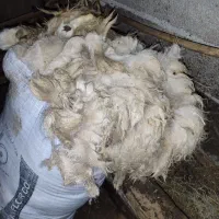 پشم گوسفند  تازه و تمیز