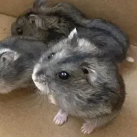 همستر زرنگ|موش و خرگوش|تهران, تهرانپارس جنوبی|دیوار