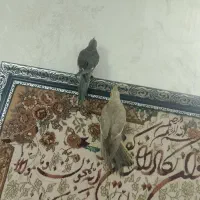 عروس هلندی نرمه خور دونخور