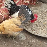 تعداد تخم مرغ زینتی ژاپنی