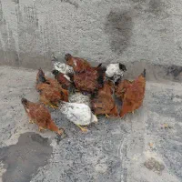 جوجه خروس و مرغ|حیوانات مزرعه|مشهد, یاس|دیوار