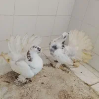 کبوتر دمچتری|پرنده|جویبار, |دیوار