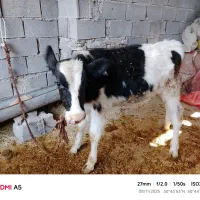 فروش گاو با گوساله نر چهارماهه|حیوانات مزرعه|چرام, |دیوار