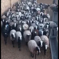 صفحه اصلی بلاگ دامپروری پرورش گوسفند شال بره csre|حیوانات مزرعه|بومهن, |دیوار