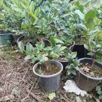 یاس هلندی|گل و گیاه طبیعی|کلاچای, |دیوار