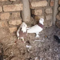 کبوتر کله زرد وطوقی|پرنده|پیر بکران, |دیوار