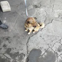 پامرین|سگ|مرند, |دیوار