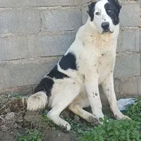 هفت ماهه|سگ|سیمین شهر, |دیوار