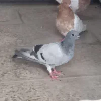 چندعددکبوتربرافروش دارم|پرنده|اندیمشک, |دیوار