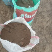 کودگوسفندی داخل گونی|گل و گیاه طبیعی|بروجرد, |دیوار
