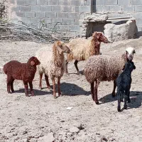 میش بره دار