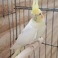 عروس هلندی ماده لوتینو