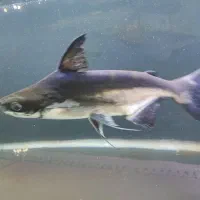 پنگوسی شکاری باله  بلند