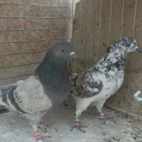کفتر پرشی(قاره خرمایی و سنجابی)|پرنده|اصفهان, قائمیه|دیوار