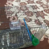 قفس کوچک سره|لوازم جانبی حیوانات|خمین, |دیوار