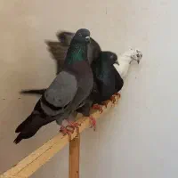 کبوتر سبز خطی نر ویک عدد ماده،خمام