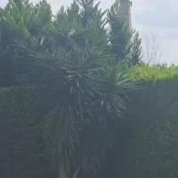 سرایدار