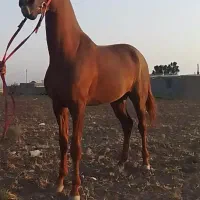 اسب‌ ترکمن