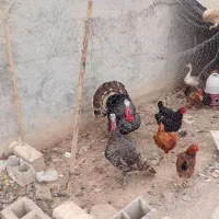 یک جفت غاز  یک جفت بوقلمون