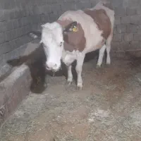 فروش گاو سیمینتال
