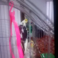 عروس هلندی وکوتوله بریزیلی|پرنده|آزادشهر, |دیوار