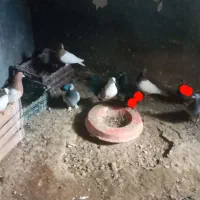 فروش کبوتر|پرنده|ملکان, |دیوار