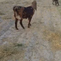 بزپاکستانی