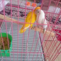 طوطی کوتوله برزیلی