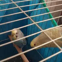 مرغ عشق|پرنده|پاکدشت, پاکدشت (مامازند)|دیوار