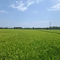 یک-هکتار-زمین-کشاورزی-زیر-کشت-ونسقی