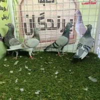 کفتر ،لوازم ،دونه|پرنده|بیرجند, |دیوار