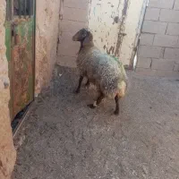 3میش و 3بره و یک عدد بره ماده|عمده‌فروشی|خواف, |دیوار