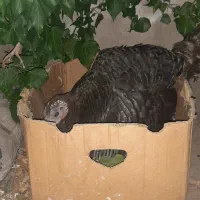 بوقلمون کرچ