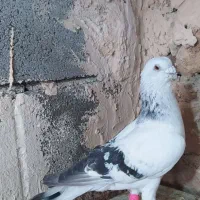 کفتر.سار. شامی سینه