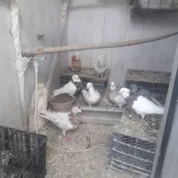 کبوترتوقی وکوهی|پرنده|رزن, |دیوار