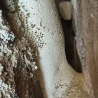 عسل کوهی وحشی