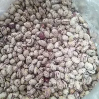 عدس خلخال|عمده‌فروشی|رشت, سلیمانداراب|دیوار