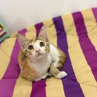 واگذاری بچه گربه سه ماهه (ماده)